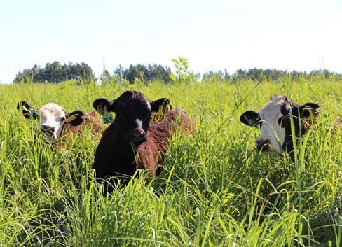Cattle grazing the native warm season grass mixture during the first rotation in 2021 in Blackstone, VA.