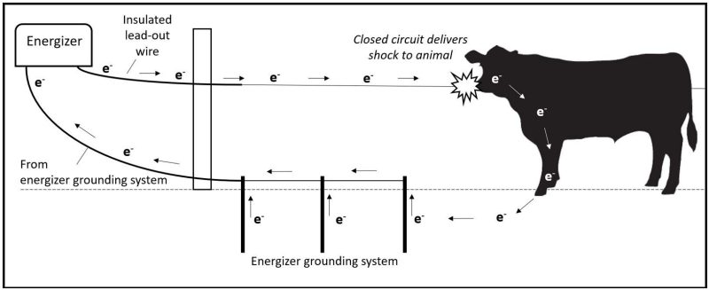 A cow with its nose to an electrified fence wire being shocked from the closed circuit created by an energizer and three buried posts of the grounding system. An insulated wire leads out of the energizer to the fence and into the energizer from the grounding system.