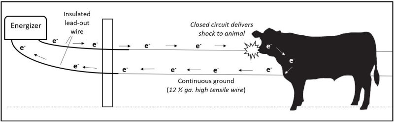 A cow with its nose to an electrified fence wire being shocked from the closed circuit created by an energizer and a continuous ground provided by a second high-tensile wire running underneath the hot wire.