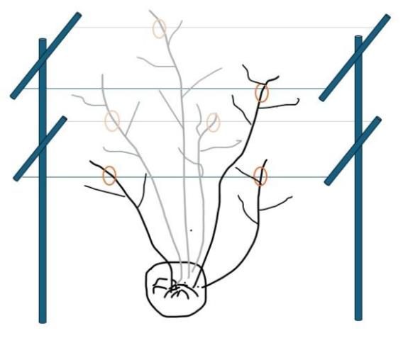 A diagram of the standard winter pruned blackberry in a T-trellis system (Rectangle)