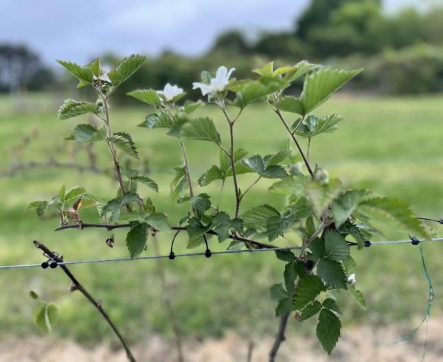 Photograph of blooming lateral growth on a cordon pruned floricane