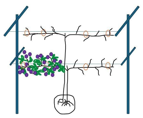 A diagram of cordon pruned lateral growth of the floricane (Rectangle)
