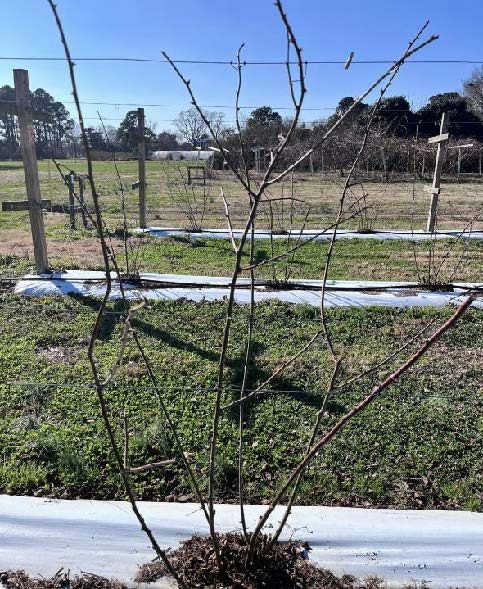 Photograph of winter pruned Prime Ark Traveler blackberry plant