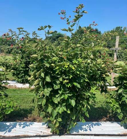 Photograph of conventional pruned primocane fruiting blackberry in late summer