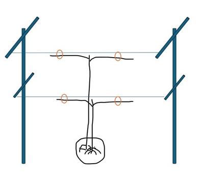 A drawing of cordon method for pruning (Rectangle)