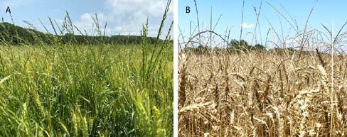 Two photos. photo a shows green ryegrass in a an inmature wheat field. photo B shows brown ryegrass in a mature wheat field.