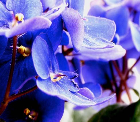 Close-up of a blue flowering African violet.