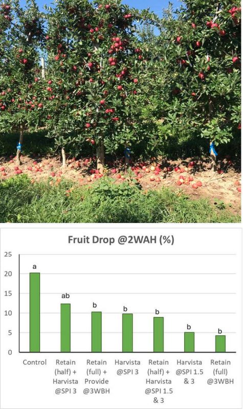 Apple orchard showing significant fruit drop beneath untreated trees, followed by a bar graph titled 'Fruit Drop @2WAH (%)' comparing different treatments. The control group shows the highest fruit drop (~2%), while treatments with ReTain and Harvista result in significantly lower fruit drop percentages (as low as ~5%). Statistical groupings are indicated with letters (a, ab, b). (Rectangle)