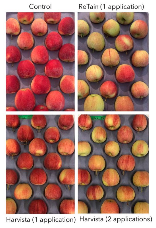 Four panels showing ‘Gala’ apples harvested under different treatments, arranged on trays for fruit color comparison. The top-left panel shows apples with intense, uniform red coloration (control), while the top-right panel displays fruit with poor coloration and significant green patches (ReTain application). The bottom-left panel shows moderately colored apples (single Harvista application), and the bottom-right panel includes apples with uneven or patchy red development (two Harvista applications). The image highlights the impact of plant growth regulator treatments on red color development in apples. (Rectangle)