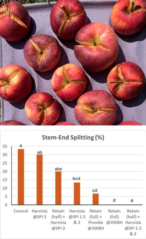 Several apples showing severe stem-end splitting are displayed on a tray. Below, a bar graph titled 'Stem-End Splitting (%)' shows the highest incidence in the untreated control (~32%), followed by gradually lower splitting rates across treatments. Full-rate ReTain applications resulted in the lowest splitting (close to 0%), with statistical significance indicated by letter groupings (a to d). (Rectangle)