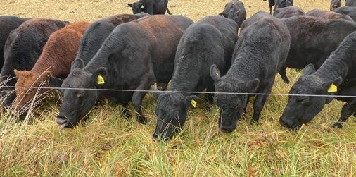  A line of cattle graze greenish brown pasture just underneath a single strand of electric poly-wire fence.