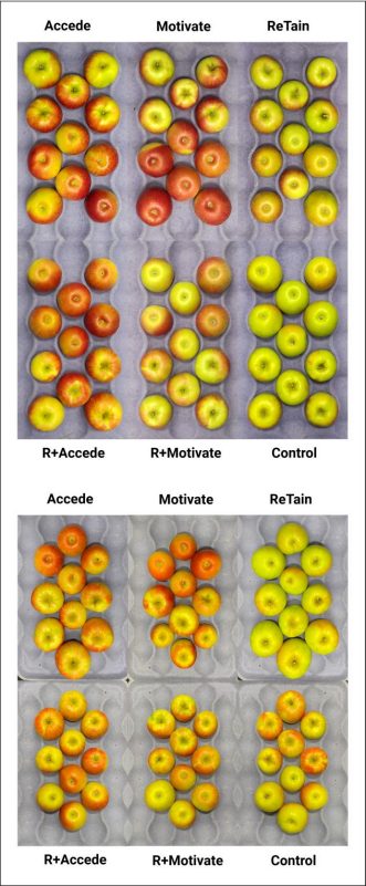 Different trays of apple arranged in two panels showing changes in color for different treatments effects at harvest. The top panel shows variation on fruit color in 2023 and bottom panel shows variation on fruit color in 2024. (Rectangle)