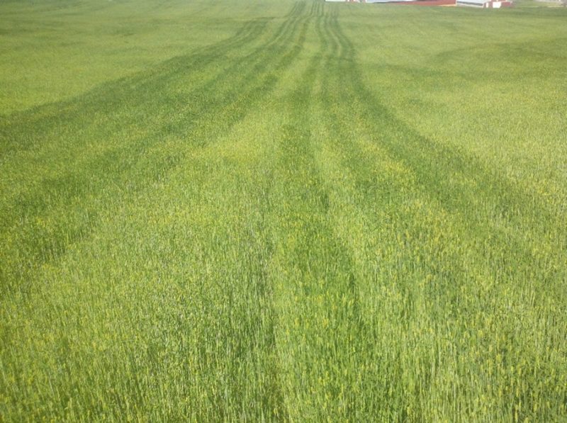  A photo of a large field of green barley with 12 dark green stripes, in three sets of four, across the field