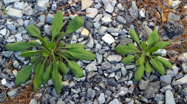 Figure 1. Two horseweed rosettes.