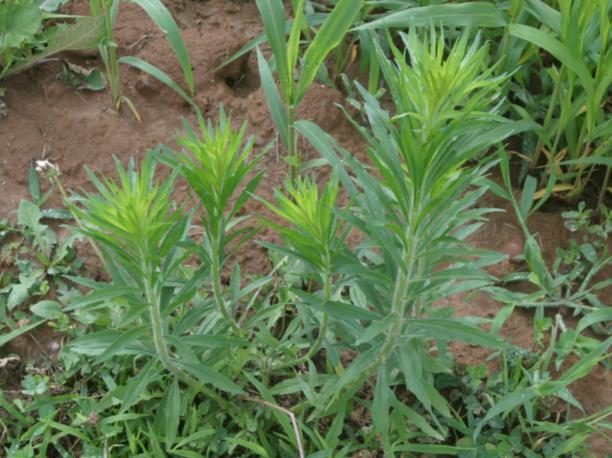 Figure 2. Multiple young horseweed plants in the bolting growth stage.