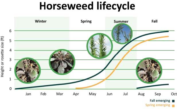 Figure 5. Horseweed’s lifecycle throughout the year. (Figure credit: GROWiwm.org; adapted from Loux et al. 2006.