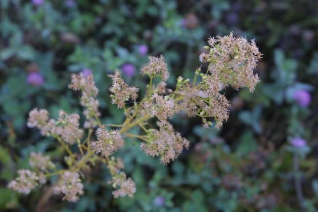 Figure 3. Horseweed flowers.