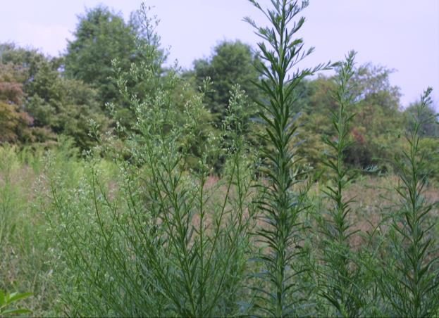 Figure 4. The seed head of a mature horseweed plant (left).