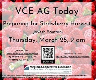 Cover for publication: VCE Ag Today: Preparing for Strawberry Harvest