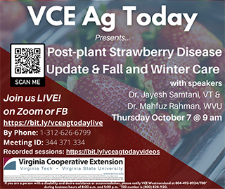 Cover for publication: VCE Ag Today: Post-plant Strawberry Disease Management in Fall and Winter