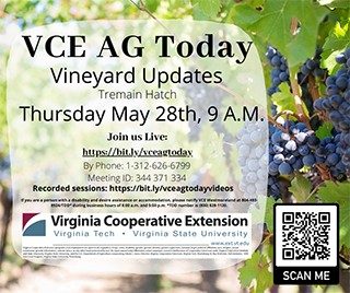 Cover for publication: VCE Ag Today: Vineyard Update