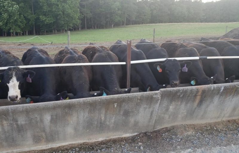 A row of steers feeding.